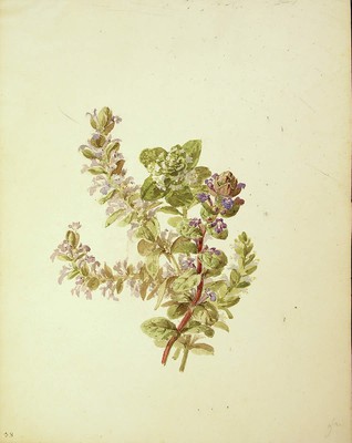 Glechoma hederacea, [Glechoma hederacea]