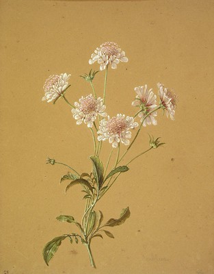 Knautia arvensis, Hatz belarra