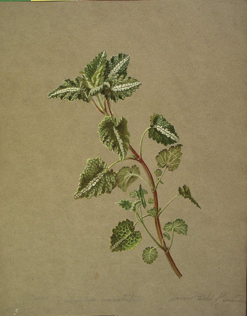 Lamium maculatum, Asun borta