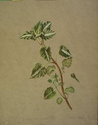 Lamium maculatum, Asun borta