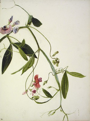 Lathyrus sylvestris, [Lathyrus sylvestris]