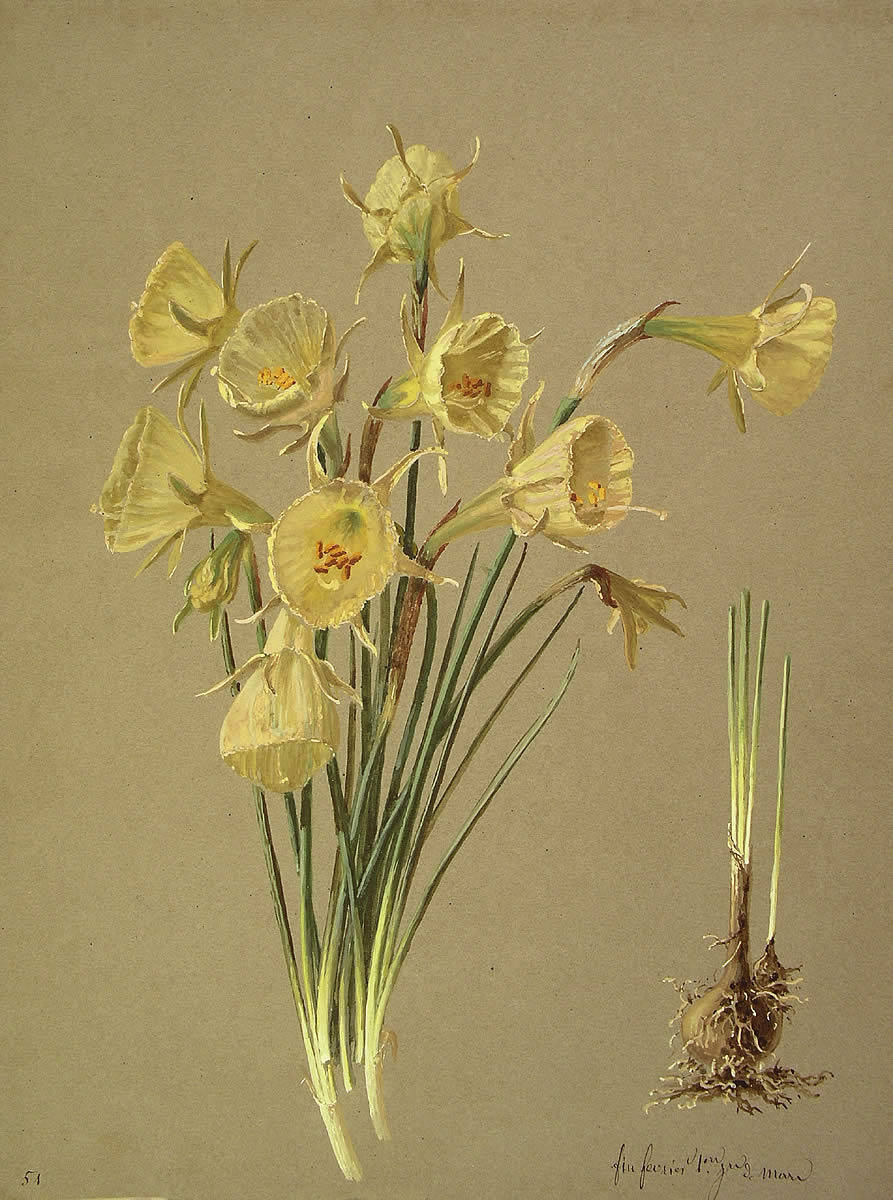 Narcissus bulbocodium, Lilipa