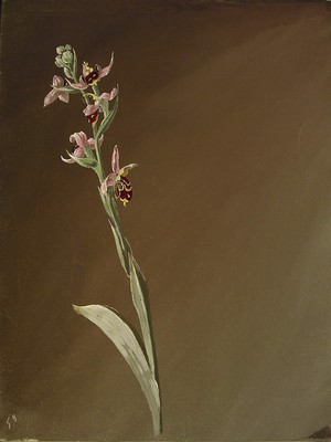 Ophrys scolopax, [Ophrys scolopax]