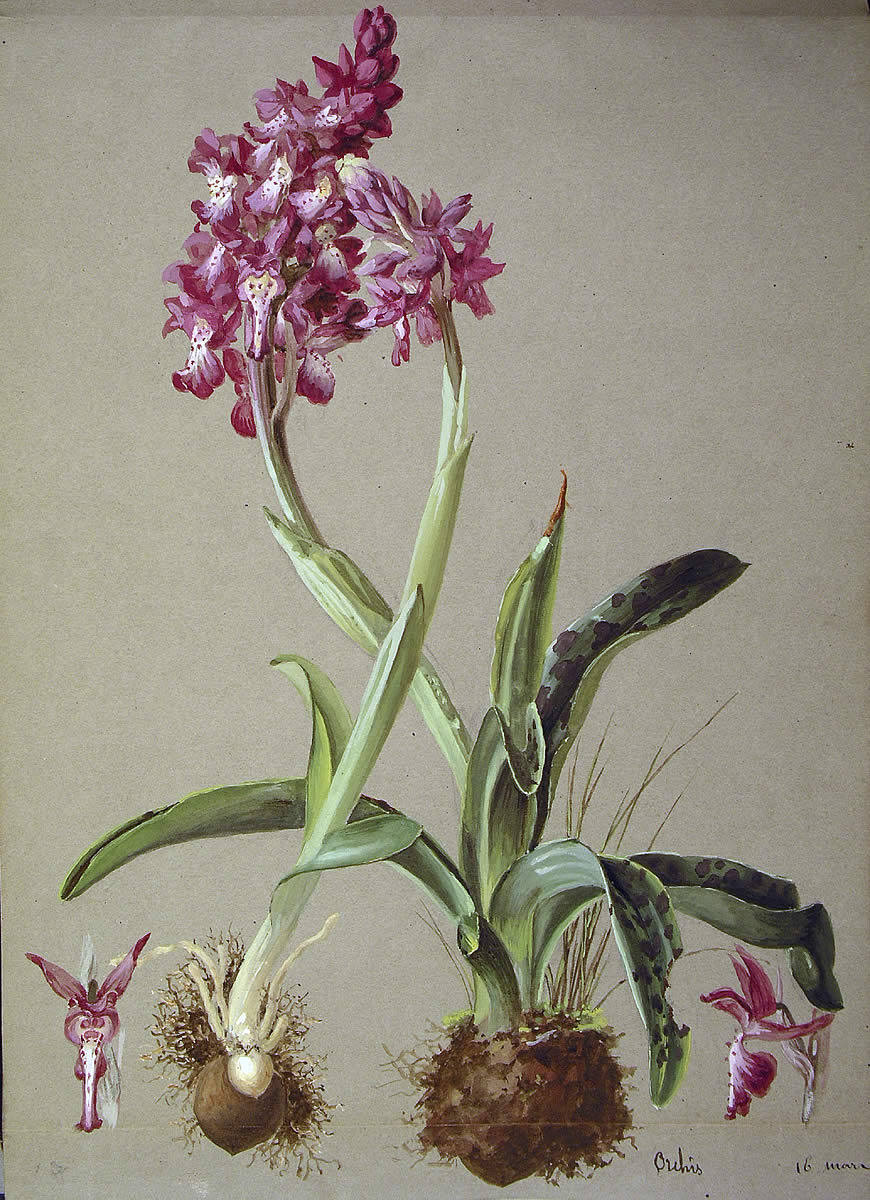 Orchis mascula, Orkideoa