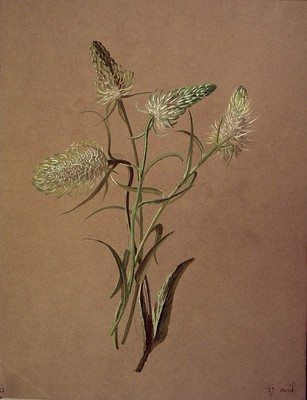 Phyteuma spicatum, [Phyteuma spicatum]