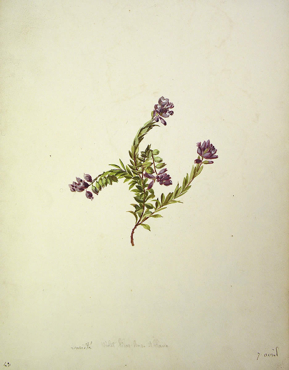 Polygala vulgari, Poligalum vulgaris