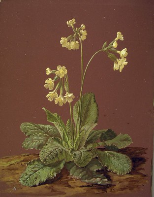 Primula elatior, Udaberri-lorea