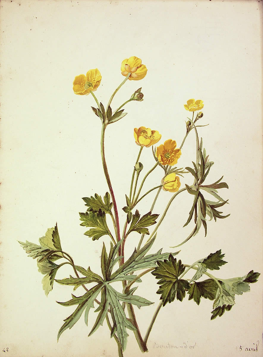 Ranunculus acris, Urrebotoia
