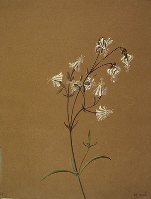 Silene nutans, [Silene nutans]