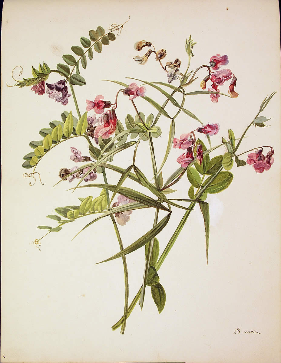 Vicia sepium y Lathyrus montanus, Vicia sepium eta Lathyrus montanus