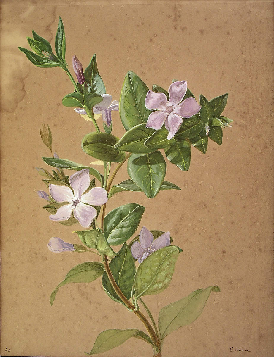 Vinca minor, Inkontze-belar txikia