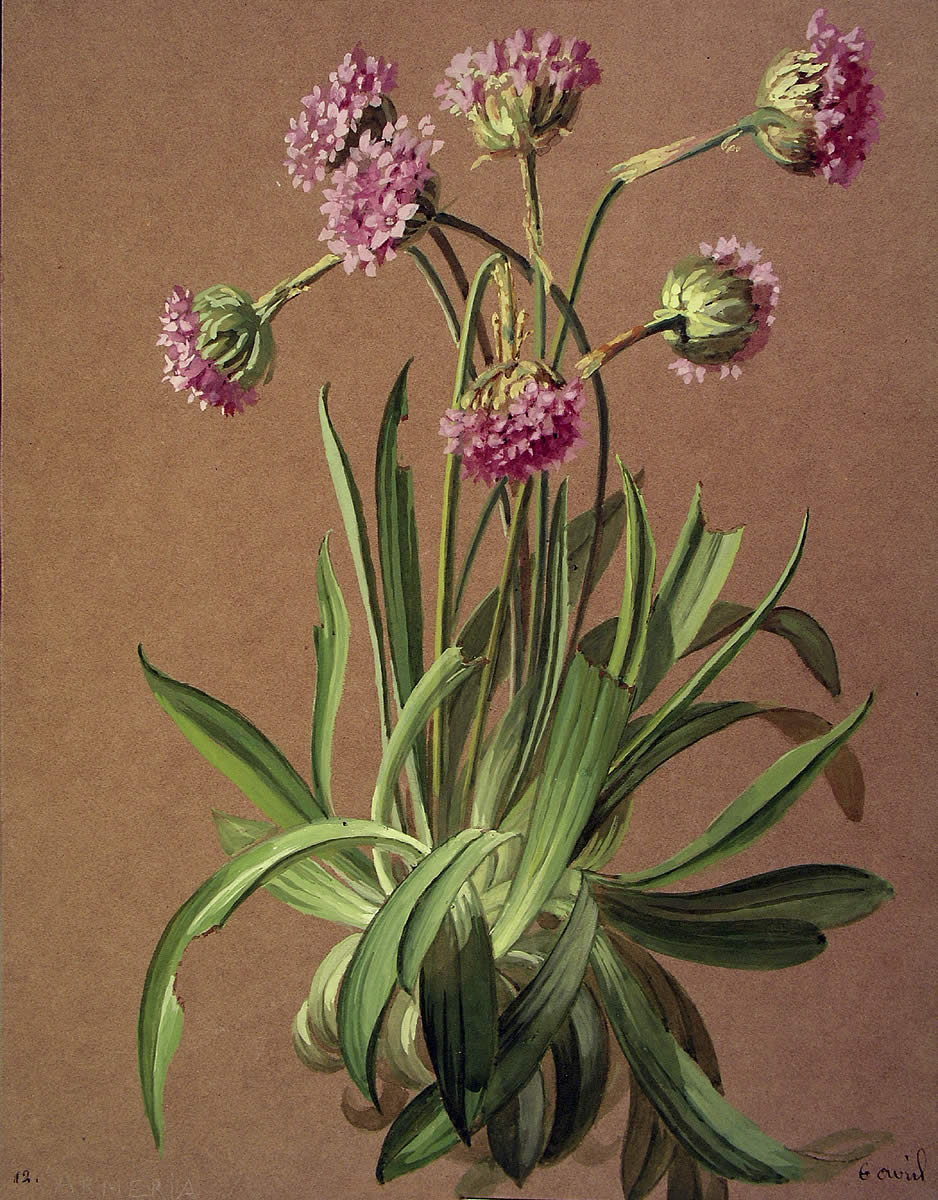 Armeria euskadiensis, Itsas krabelina