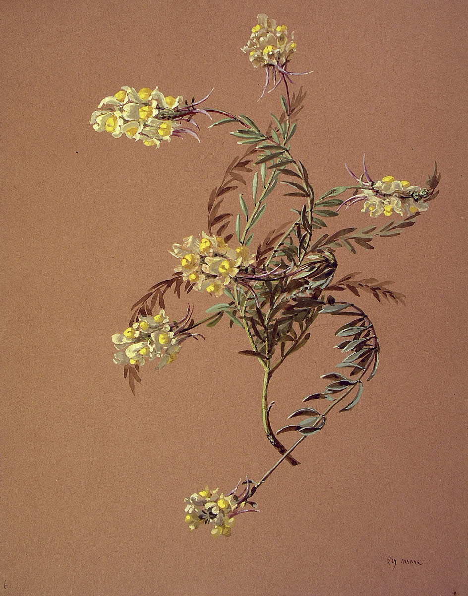 Linaria supina, Igitai-belarra