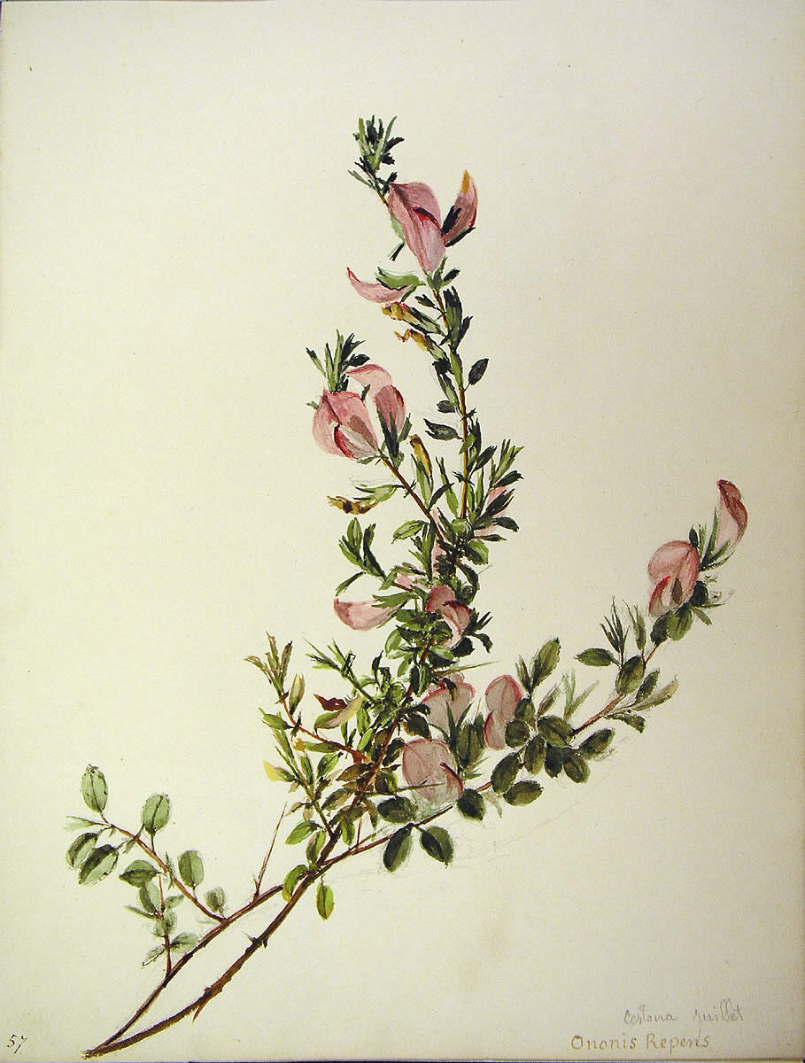 Ononis spinosa ssp maritima, Itxiokorria