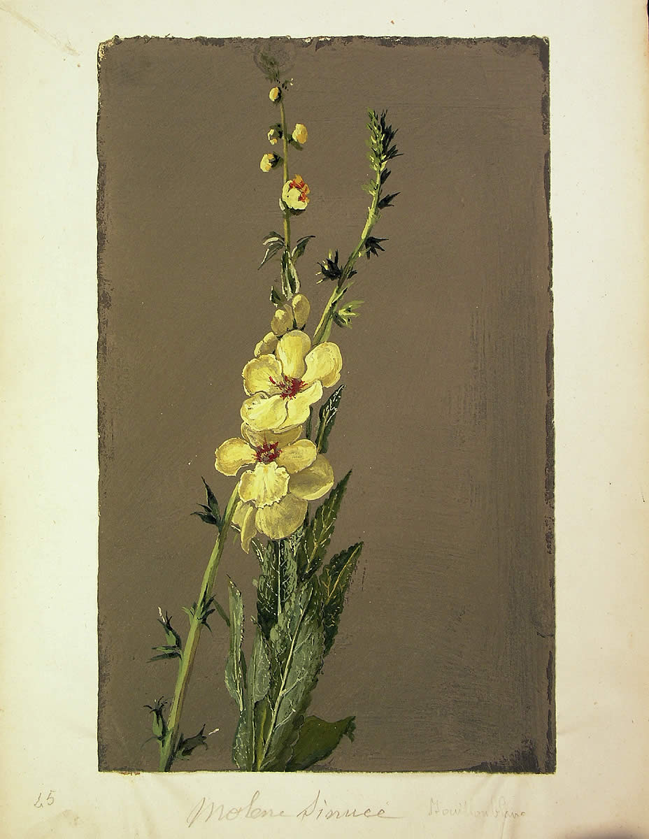 Verbascum thapsus, Apo-belarra