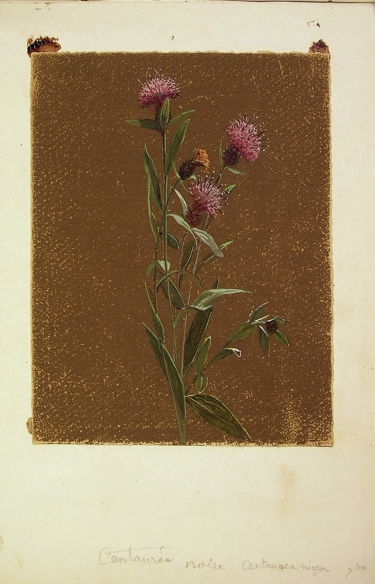 Centaurea debeauxil, Centaurea nigra