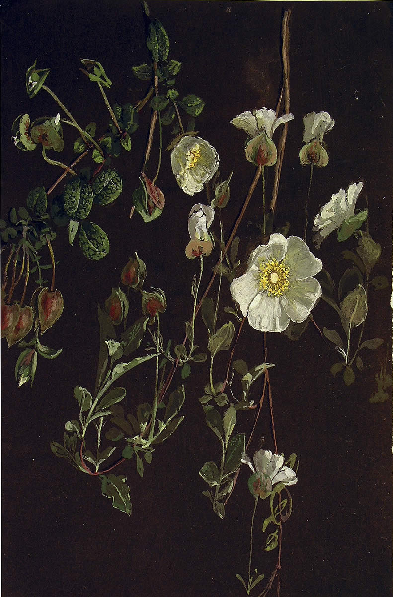 Cistus salviifolius, Estrepa