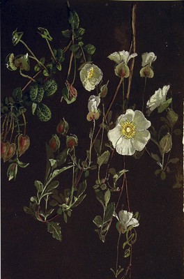 Cistus salviifolius, Estrepa