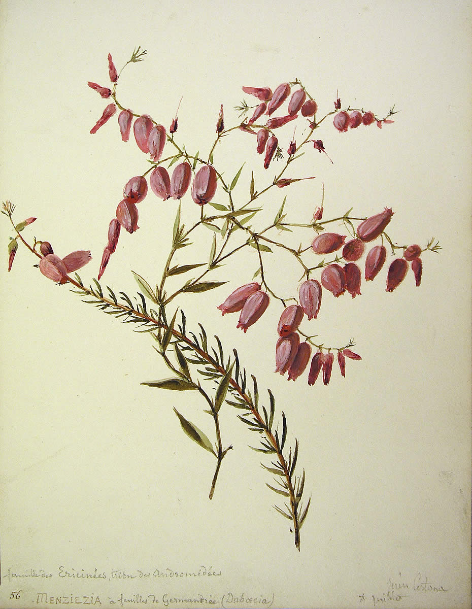 Daboecia cantabrica, Ainarra kantauriarra