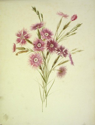 Dianthus hyssopifolius, Krabelina