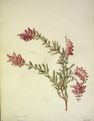 Erica ciliaris, Ainarra iletsua