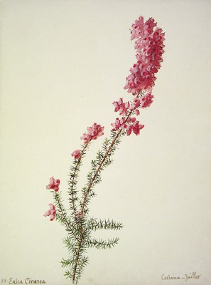 Erica cinerea, Ainarra purpura