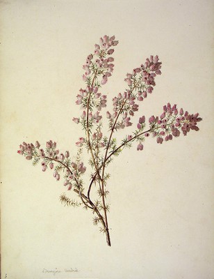 Erica cinerea, Ainarra purpura