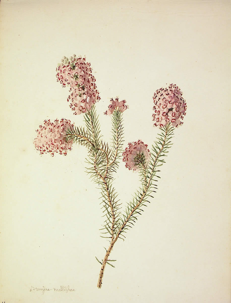 Erica multiflora, Ainarra loretsua