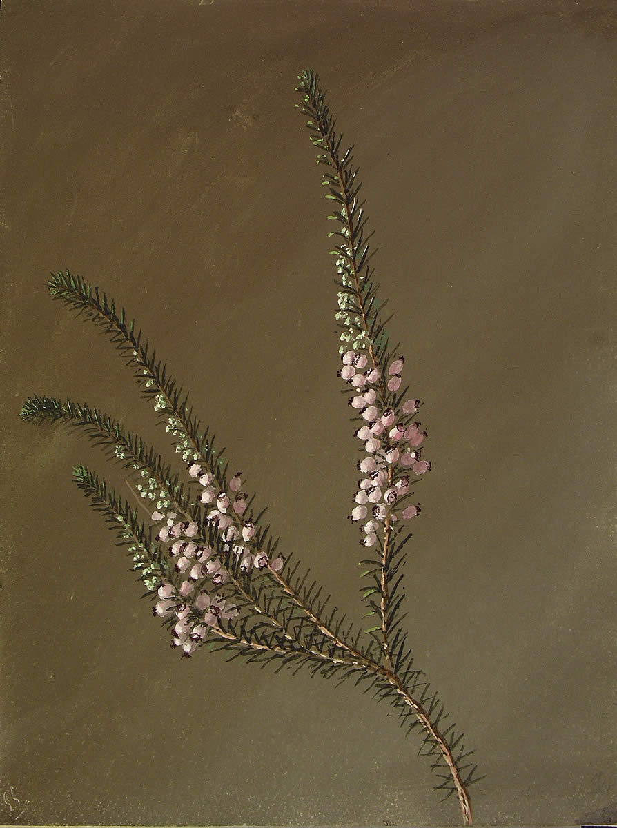 Erica vagans, Ainarra burusoila