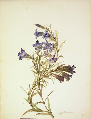 Gentiana pneumonanthe, Gentziana