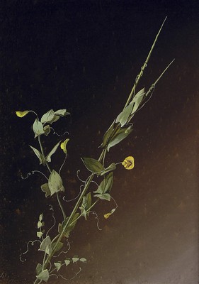Lathyrus aphaca, Astailarra