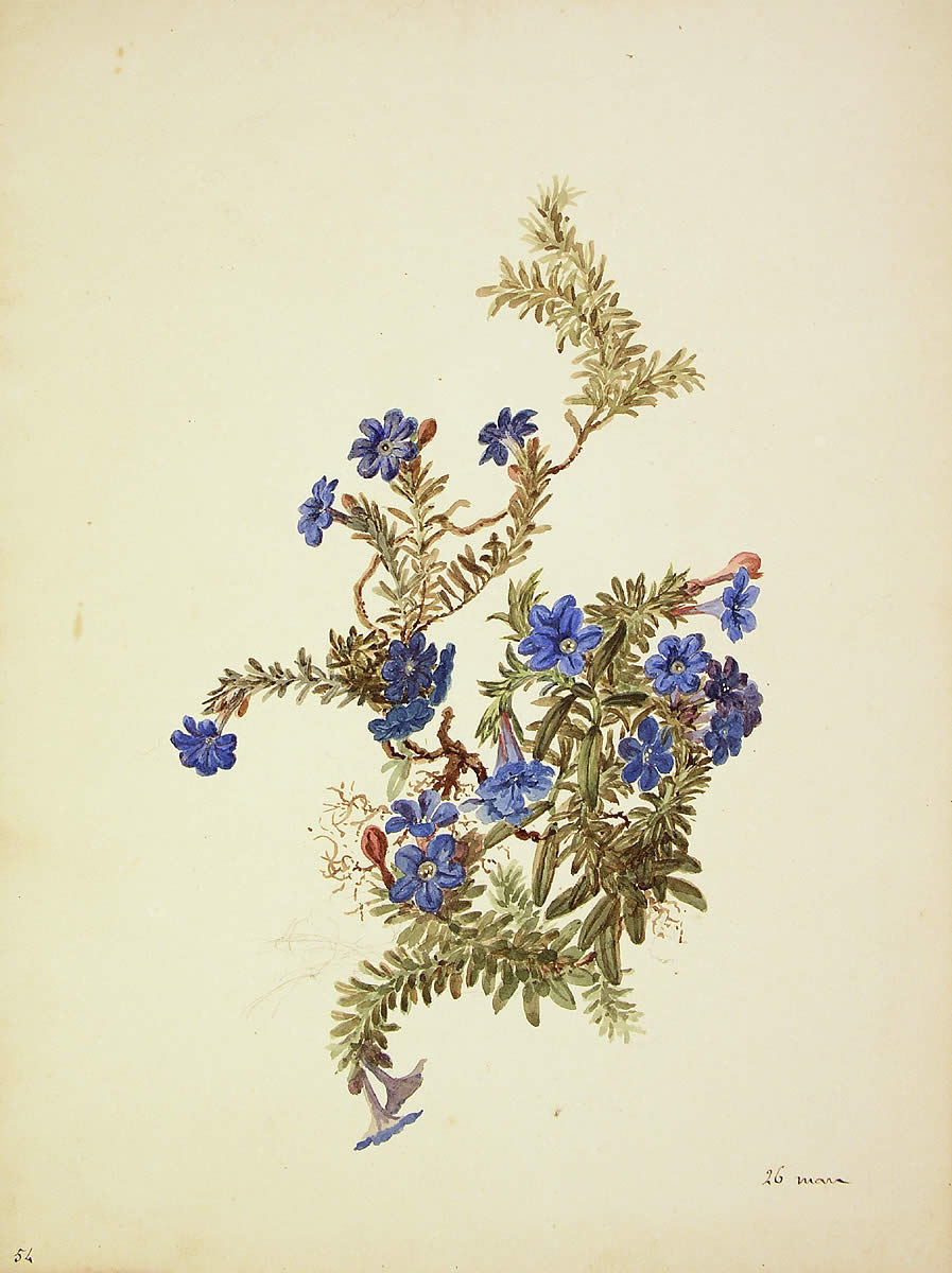 Lithodora diffusa, Lithodora diffusa