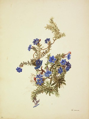 Lithodora diffusa, Lithodora diffusa