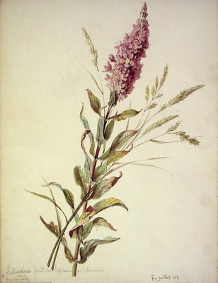 Lythrum salicaria, Egur-belarra