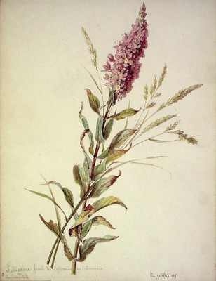 Lythrum salicaria, Egur-belarra