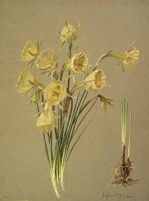 Narcissus bulbocodium, Lilipa