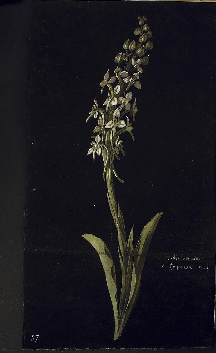 Platanthera bifolia, Orchis odorant de Guipuscoa