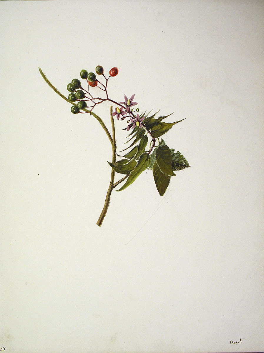 Solanum dulcamara, Azeri-mahatsa