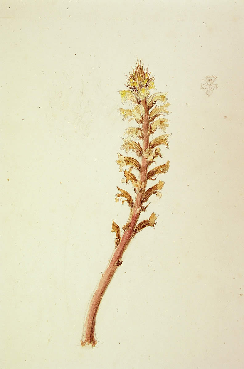 Orobanche, [Orobanche sp.]