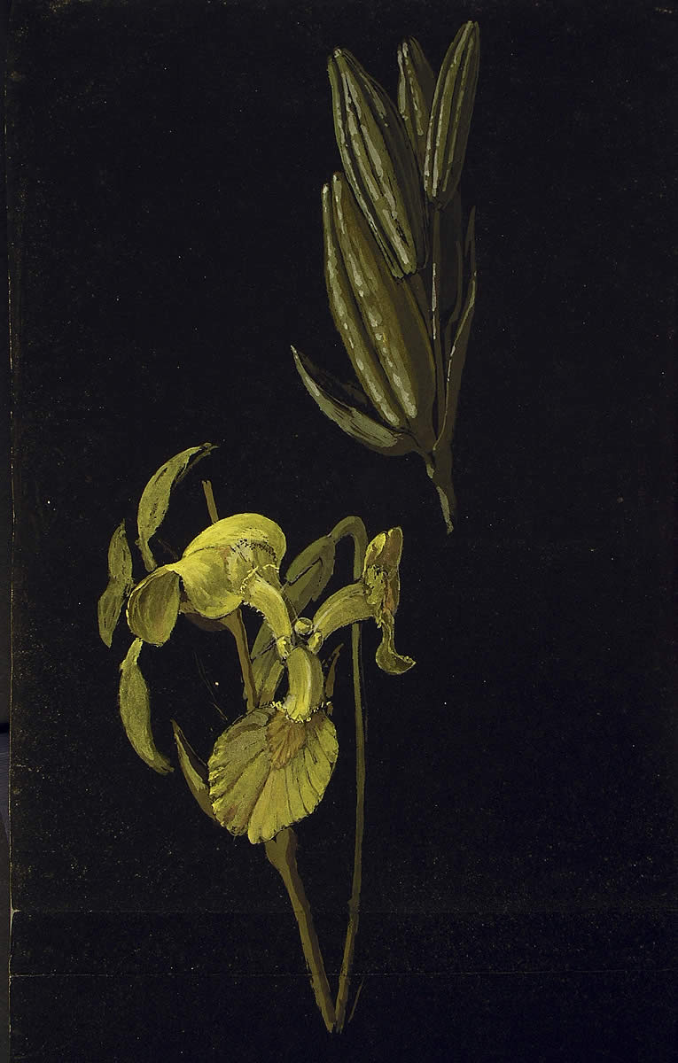 Iris pseudacorus, Lirio horia