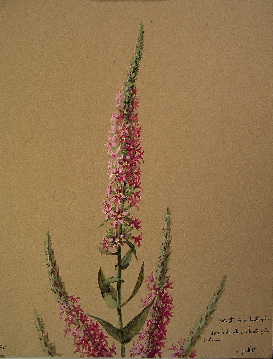 Lythrum salicaria, Egur-belarra