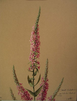 Lythrum salicaria, Egur-belarra