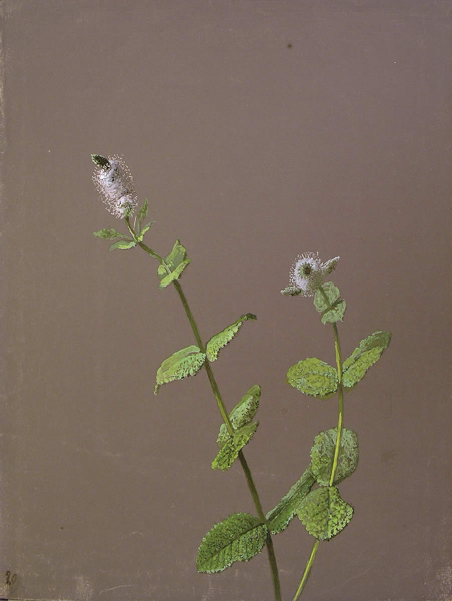 Mentha suaveolens, Menda