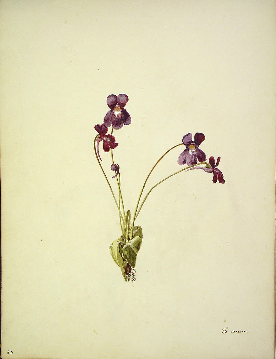 Pinguicula grandiflora, Muki-belarra