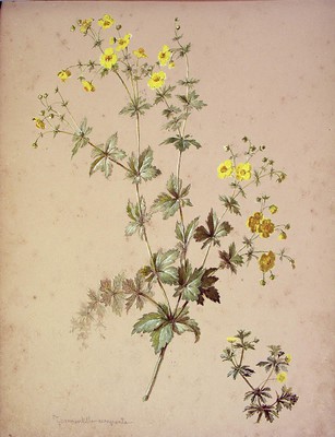 Potentilla erecta, Zazporria