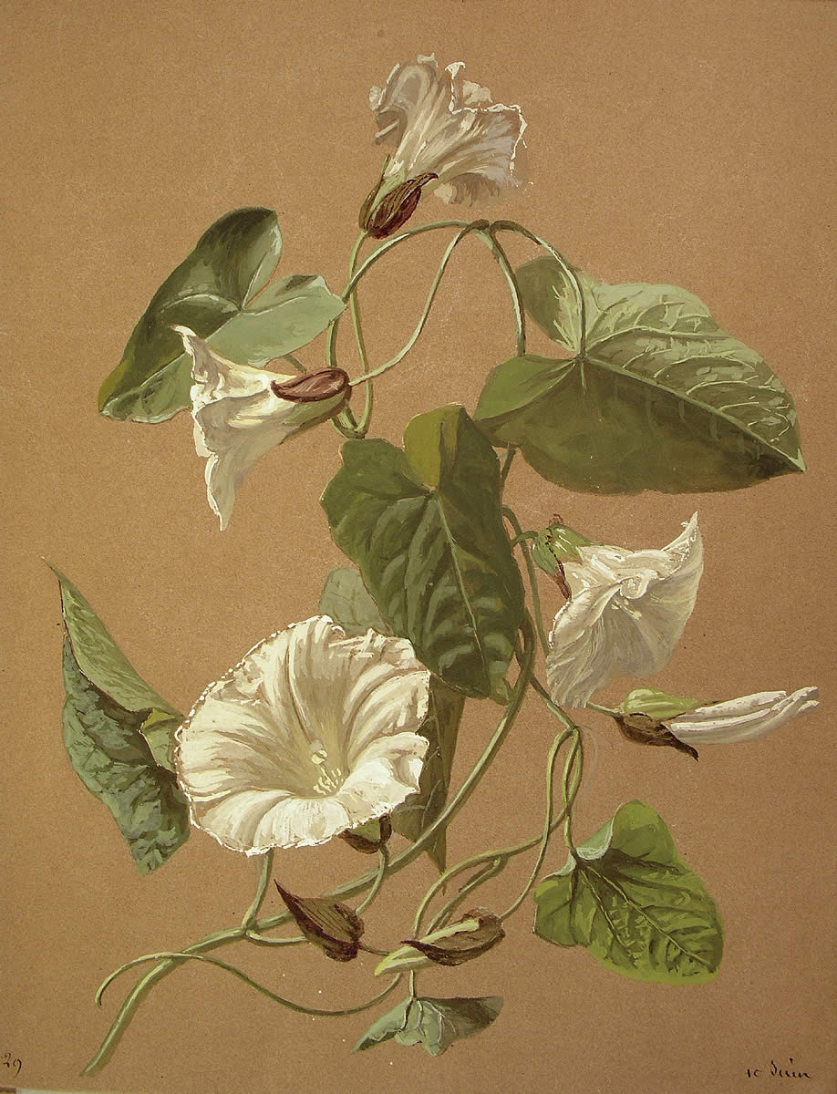 Calystegia sepium, Ezkerte zuria