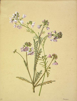 Cardamine pratensis, Xanpora