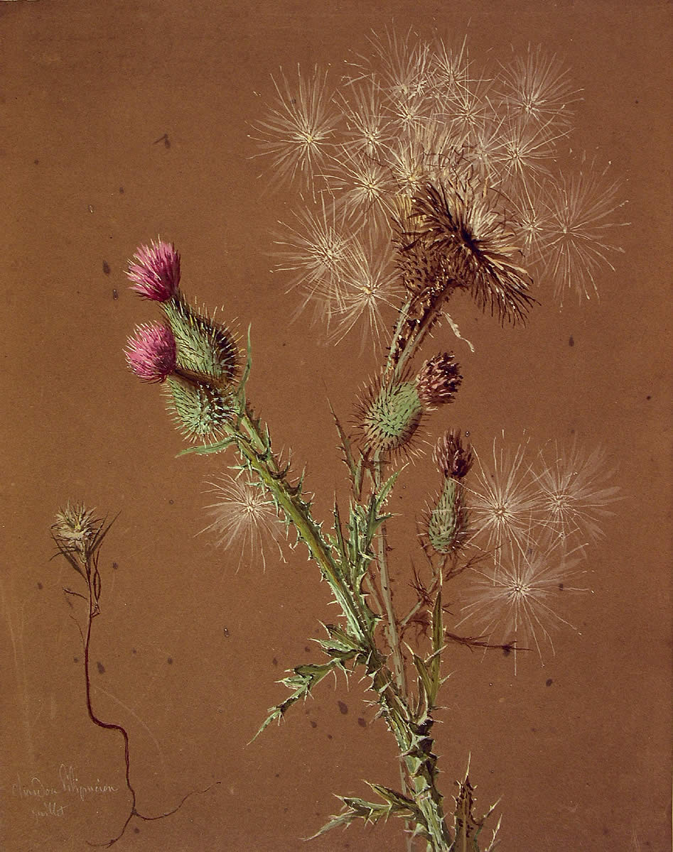 Carlina vulgaris , Kardua