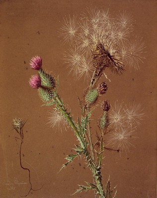 Carlina vulgaris , Kardua