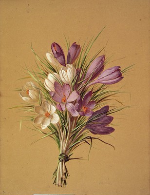 Crocus nudiflorus, Azafraia